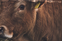 Brown Angus Cow Detail Eye. High Quality Photo