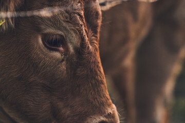 Brown Angus cow detail on eye. High quality photo