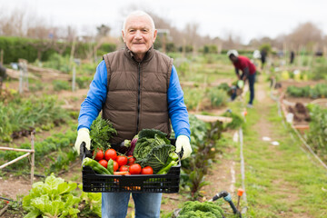 Sticker - Senior man horticulturist holding crate with harvest of vegetables in garden