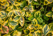 Euonymus Fortunei Emeralnd N Gold Cultivar Leaves, Yellow And Green Leaf, Ornamental Branches, Foliage Background. Bright Yellow Green Leaves Of Euonymus Fortunei Emerald 'n' Gold Background.