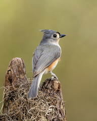 Wall Mural - close-up of tufted titmouse perched on cypress knee