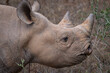Black Rhino in Mkomazi National Park