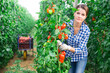 Female horticulturist working in farm glasshouse in spring, harvesting fresh red plum tomatoes. Growing of industrial vegetable cultivars