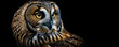 Short eared owl, close up of a owl.  Image showing close up of  the head and yellow eyes on a short eared owl, black background.  Created with generative ai