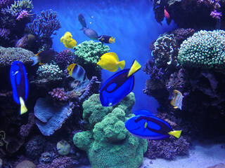 Exotic fish exhibition inside the Monterey Bay Aquarium