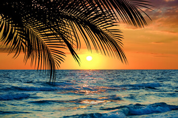Wall Mural - Picturesque view of sea and palm tree at sunset