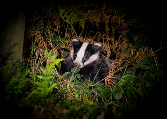 badger