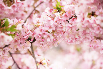 Wall Mural - cherry blossoms in full bloom in spring. cherry flowers with flower buds blooming. full bloom cherry