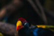 The violet turaco, also known as the violaceous plantain eater (Musophaga violacea)is West Africa origin, close up portrait