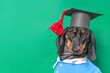 Portrait of dachshund dog graduate student in school uniform student cap tassel green background copy space. Smart puppy clothes cap image of college graduate. Advertising education training course