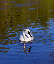 Swan On The Water