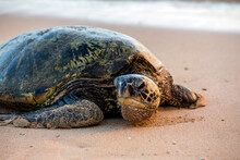 Green Sea Turtle On A Beach, Hawaii