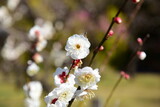 Fototapeta Kosmos - 梅の花