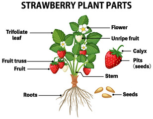 Wall Mural - strawberry plant parts diagram