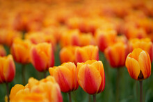 Colorful Spring Tulip Fields. Bright Orange Tulips. Multicolored Vibrant Red And Yellow Flowers Tulips And Blue Sky. Spring Floral Background.