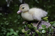 A Muscovy Duck Or Barbary Ducks That Have Just Hatched From Egg Are Learning To Forage In The Bush. This Duck Has The Scientific Name Cairina Moschata. 