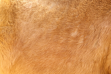 Fur horse with soft smooth texture light brown background
