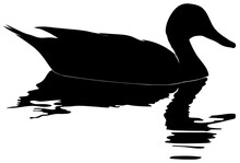Duck Floating In Water Silhouette