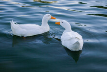 Two, Graceful, Clean, White Ducks With Curly Tail Feathers, Floating In A Lake Together, Looking Toward Each Other, With The Sky's Beautiful Reflection On The Surface Of The Dark Blueish Green Water