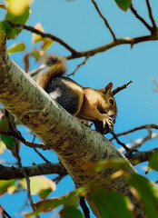 squirrel on tree