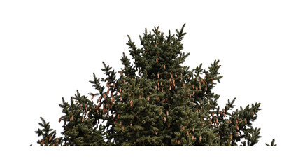 An isolated evergreen tree top with small pinecones against a transparent background