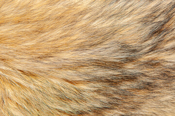 Wall Mural - beautiful spotted fur close-up. texture of brown animal wool. dog fur.