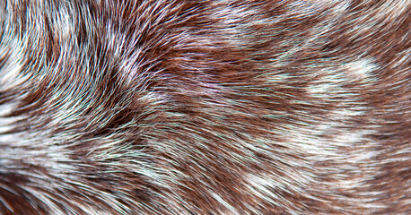 Wall Mural - beautiful spotted fur close-up. texture of brown animal wool. dog fur.