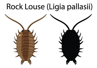 Sticker - Rock Louse isolated rocky shore animal