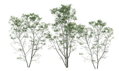 Various types of tree branch plants bushes shrub and and small plants 