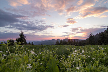 Poster - Perennials and grasses in front of sunset sky landscape photo. Forest edge. Beautiful nature scenery photography. Ambient light. High quality picture for wallpaper, travel blog, magazine, article