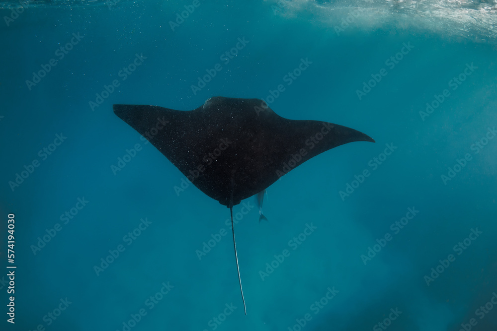 Manta ray swimming freely in ocean. Giant manta ray floating underwater in the tropical ocean