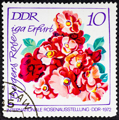 Wall Mural - GDR - CIRCA 1972: stamp printed in East Germany DDR, German democratic republic shows Bergers Erfurt rose from International rose exhibition series, Scott 1379 A433 10pf red pink green.