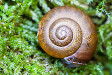 Close Up Of Snail Shell On Moss
