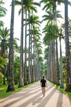 Man Walking Down A Path Lined With Tall Palm Trees
