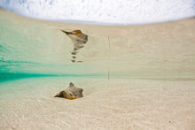 A Conch Shell Lays In Shallow Water Water At A Sandy Beach On A Kay In Belize.