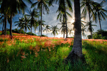 Palm Trees On The Island Of Koh Tao Island; Surat Thani Province; Gulf Thailand; South China Sea
