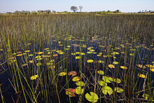 Water Lilies, Okavango Delta, Botswana