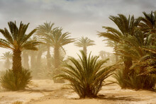 Scenery With Date Palm Trees