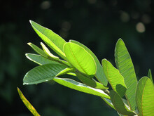 Closeup Shot Of Guava Plant Leaves
