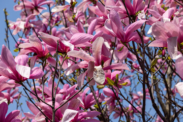 Poster - Beautiful magnolia tree blossom in spring. Pink magnolia flowers on a tree branch.