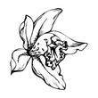Hand drawn vector ink orchid, monochrome, detailed outline. Close-up drawing of single cymbidium exotic flower. Isolated on white background. Design for wall art, wedding, print, tattoo, cover, card.