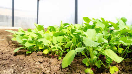 Red fresh radish growing from the ground, close-up in a greenhouse. High quality photo