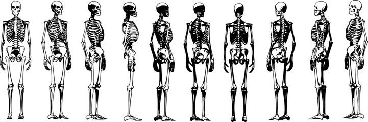 sketch drawing vector illustration of human skeleton from different sides, 