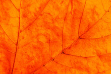 Golden Leaf. Yellow Autumn Leaf Background. Vibrant Golden Color Natural Veins Texture. Closeup Macro Orange Fall Pattern. Natural Autumn Season Texture. Dry, Orange Leaves.