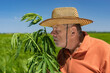 Portrait of bearded Caucasian  senior man wearing orange sweatshirt, straw hat and taking in hands  hemp plant