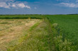 Spring landscape with an agricultural unripe  wheat crops in Zaporizhzhia Oblast near skelky village, Ukraine