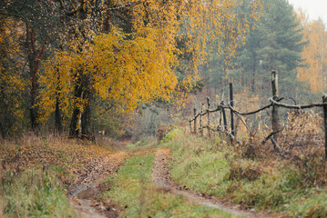 Canvas Print - Autumnal landscape with birches and pine trees on gloomy day. Rural view of beautiful nature, ground path and wooden fence nearby