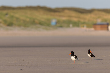 Sticker - Eurasian oystercatchers (Haematopus ostralegus) on the beach on Juist, East Frisian Islands, Germany.