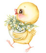 Cute chick holds bouquet of snowdrops in Easter egg. Baby chicken with white spring flowers Hand drawn watercolor illustration. Ideal for greeting and greeting Easter cards, PNG file