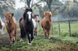 Islandpferde-Pferd- auf einer Weide. Herde